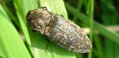 Agrypnus murinus