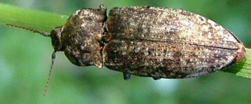 Agrypnus murinus