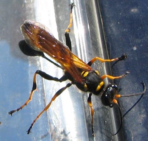 Réf. 4 315 : Sceliphron caementarium