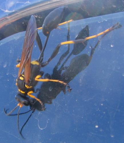 Réf. 4 316 : Sceliphron caementarium