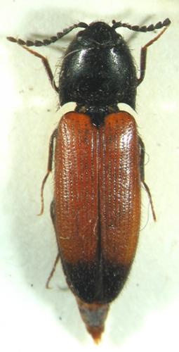 Ampedus melanurus