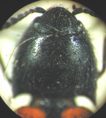 Réf. 4 378 : Ampedus melanurus