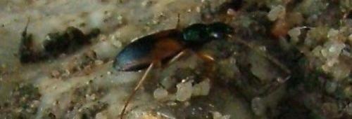 Réf. 4 042 : Anchomenus dorsalis