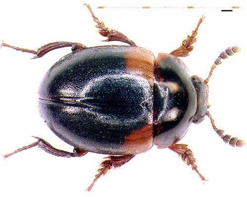 Anisotoma humeralis
