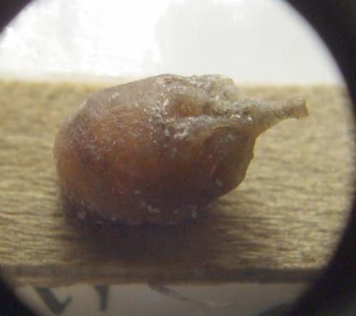 Anthidiellum sp.