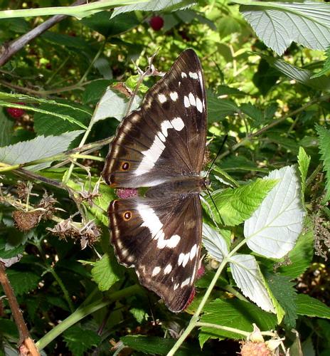 Apatura iris