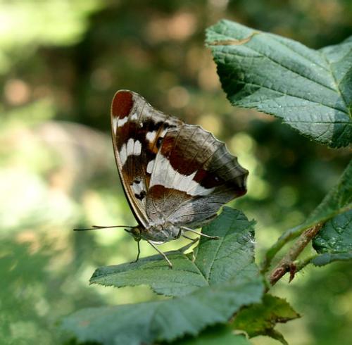 Apatura iris