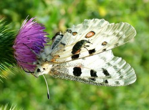 Réf. 4 676 : Parnassius apollo