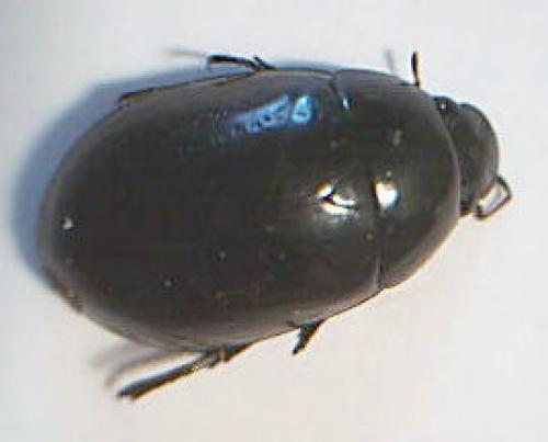 Réf. 4 586 : Hydrochara caraboides