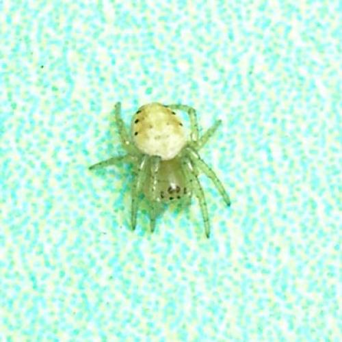Araniella sp.