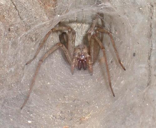 Tegenaria sp.