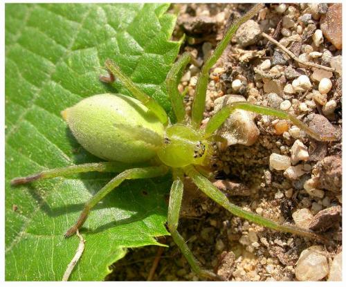 Micrommata sp.