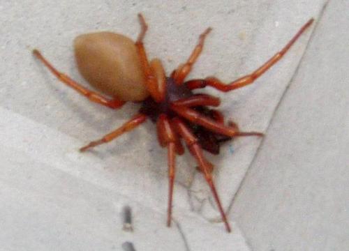 Réf. 4 895 : Dysdera sp.