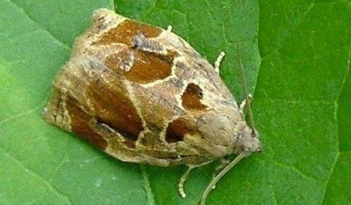 Réf. 4 012 : Archips crataegana