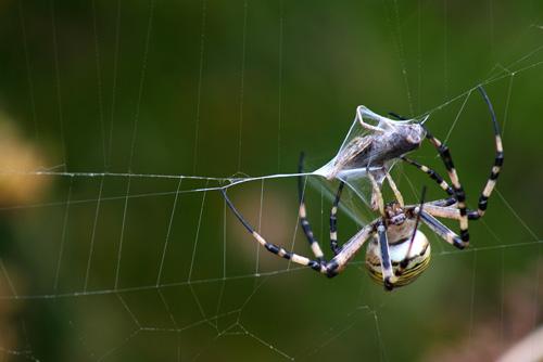 Réf. 4 343 : Argiope bruennichi