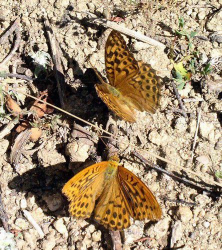 Réf. 4 287 : Argynnis paphia