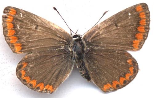 Aricia agestis