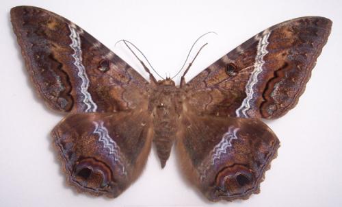 Réf. 4 833 : Ascalapha odorata