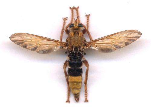 Réf. 4 929 : Asilus crabroniformis