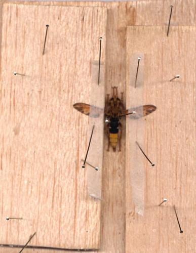 Etalage sp.