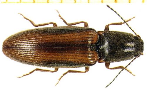 Réf. 4 158 : Athous vittatus