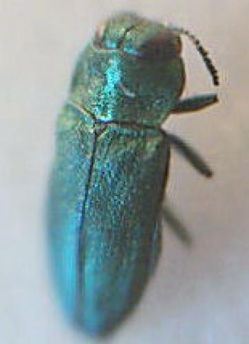 Anthaxia nitidula