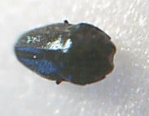 Réf. 4 076 : Trachys sp.