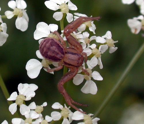 Xysticus sp.