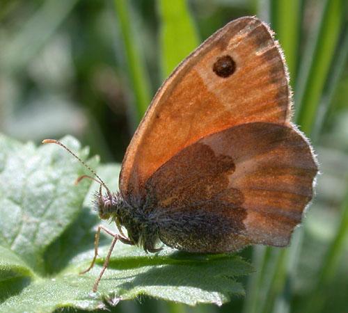 Réf. 4 923 : Coenonympha pamphilus