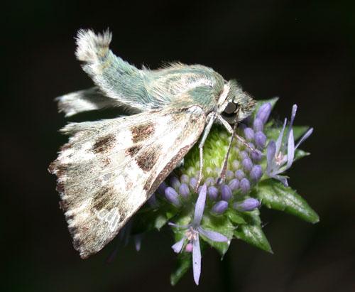 Réf. 4 709 : Carcharodus lavatherae