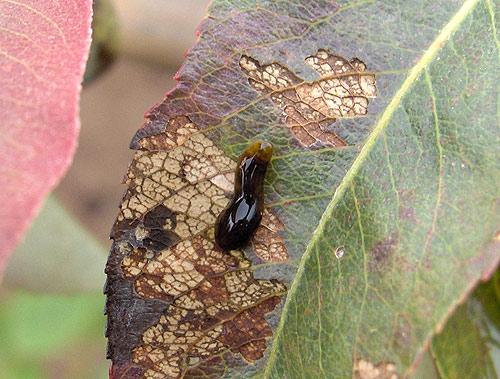 Caliroa cerasi