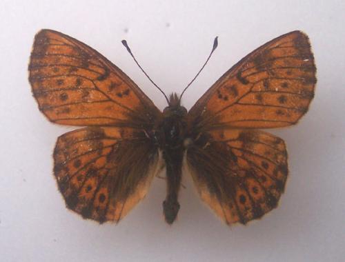 Réf. 4 142 : Boloria sp.