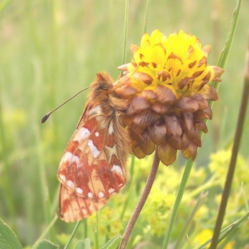 Réf. 4 366 : Boloria napaea