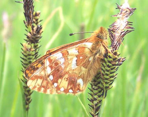 Réf. 4 140 : Boloria pales