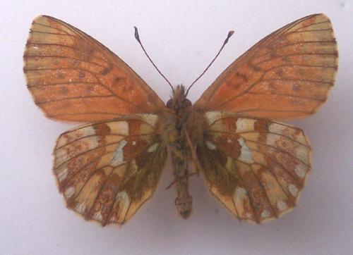 Réf. 4 143 : Boloria sp.