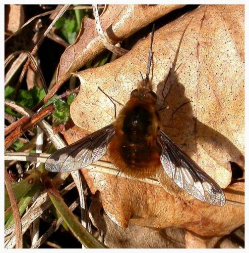 Réf. 4 931 : Bombylius major
