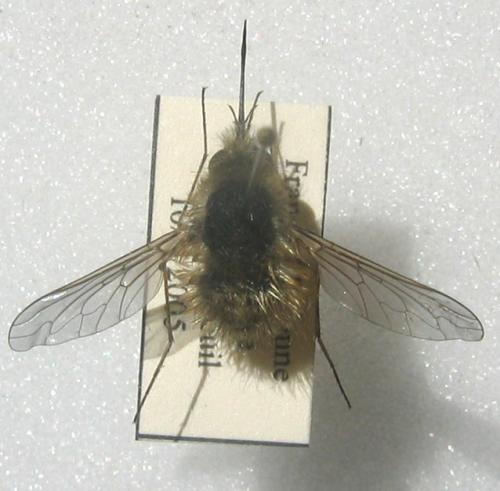 Bombylius sp.