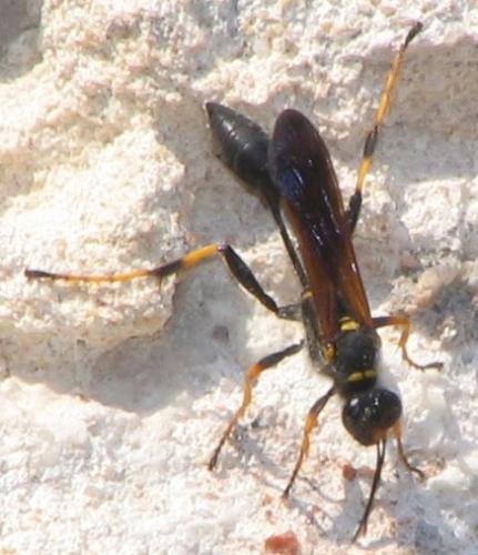 Réf. 4 317 : Sceliphron caementarium