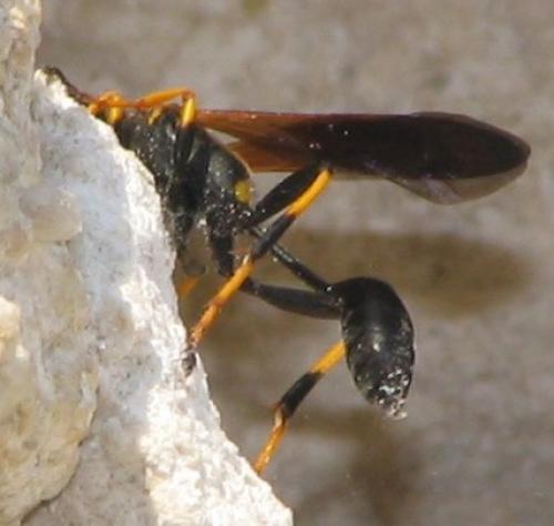 Sceliphron caementarium