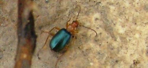 Réf. 4 040 : Brachinus explodens