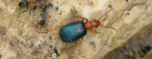 Réf. 4 041 : Brachinus sclopeta