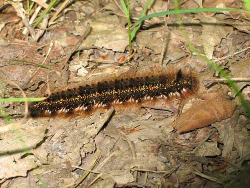 Euthrix potatoria