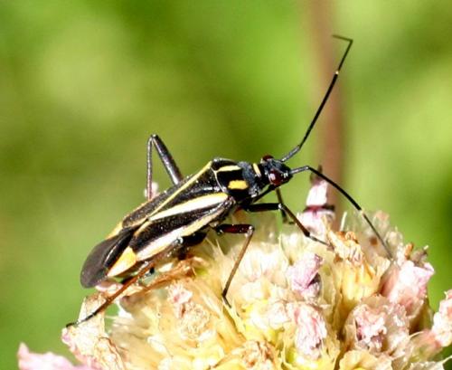 Réf. 4 568 : Hadrodemus m-flavum