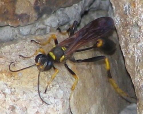 Réf. 4 312 : Sceliphron caementarium