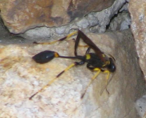 Réf. 4 313 : Sceliphron caementarium