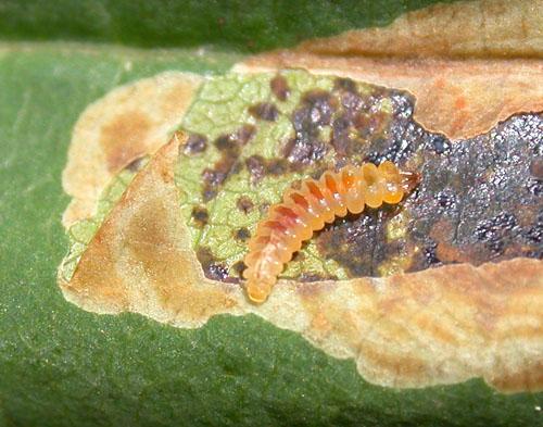 Réf. 4 917 : Cameraria ohridella
