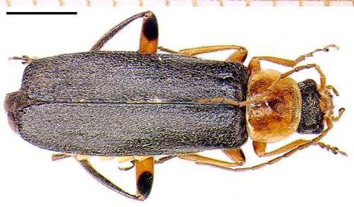 Réf. 4 132 : Cantharis nigricans