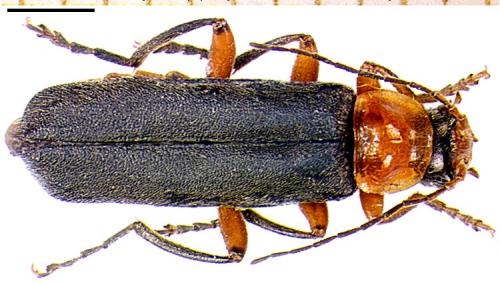 Réf. 4 152 : Cantharis pellucida