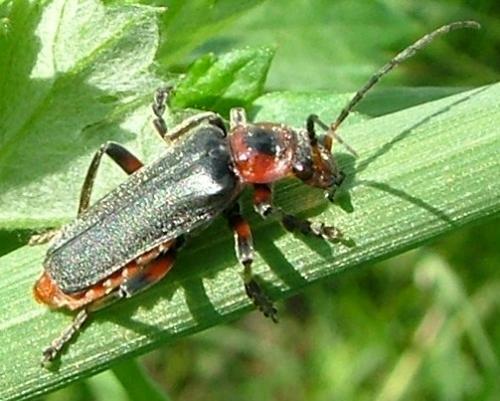 Cantharis rustica