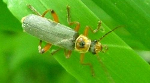 Cantharis nigricans
